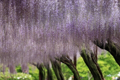 藤見