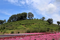 花を求めて