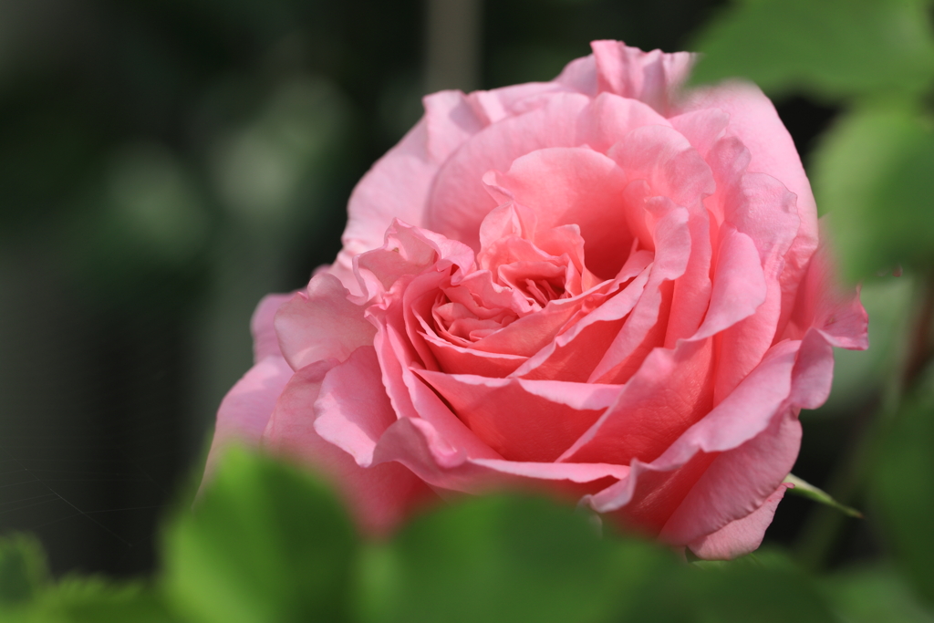 薔薇ざんまい
