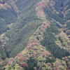 なめごたに