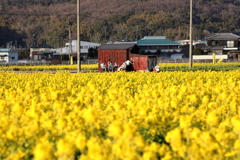 冬日照る