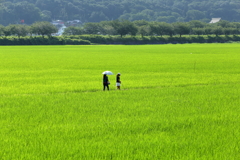 朝のお散歩