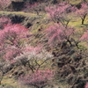 綾部山梅景