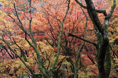 鶏足寺