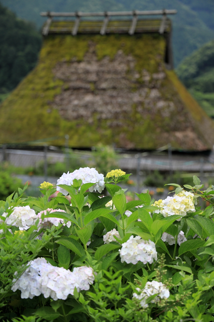 紫陽花を求めて