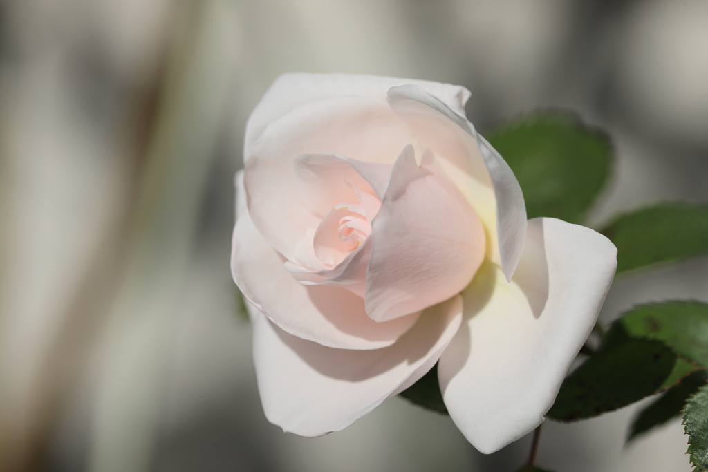 Rose de Granville