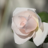 Rose de Granville
