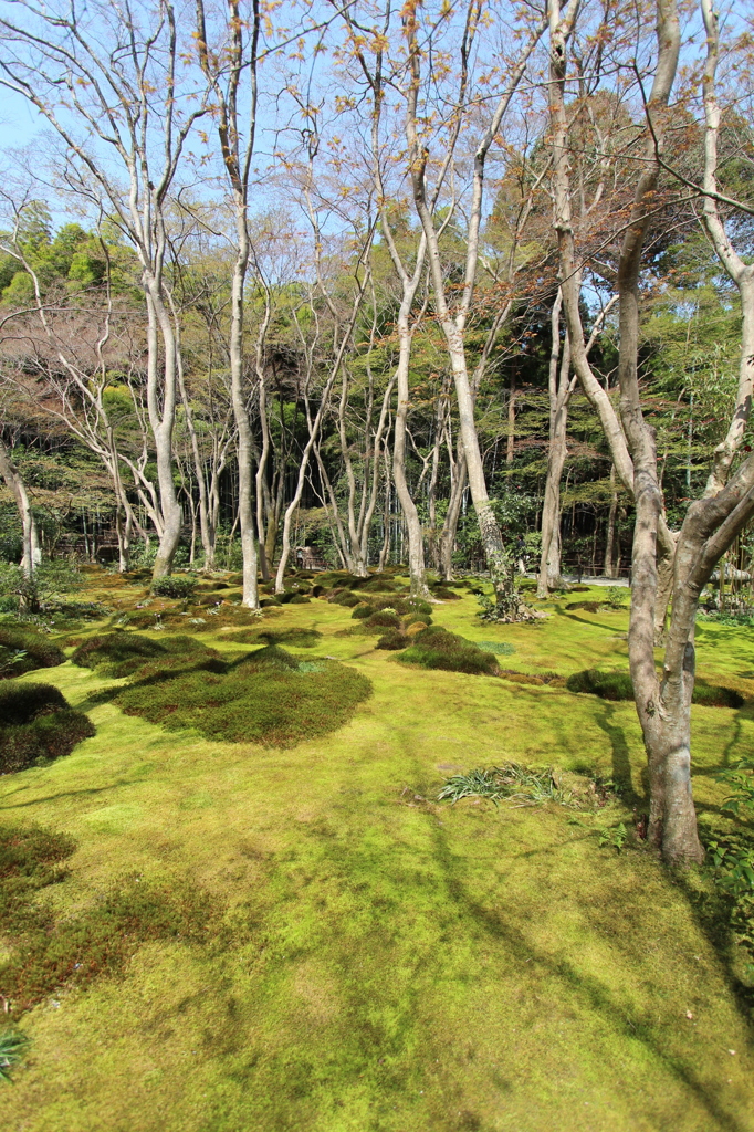 祇王寺