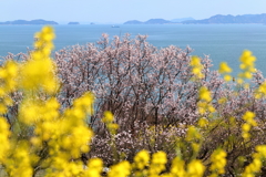 田尻 春の海