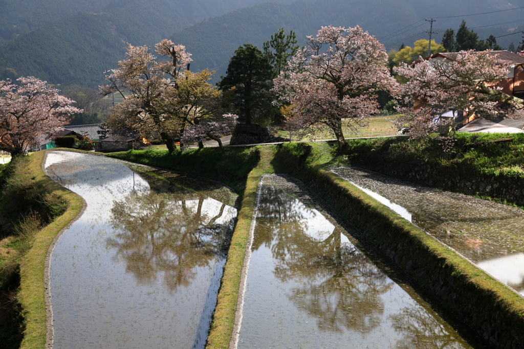 春を見送る
