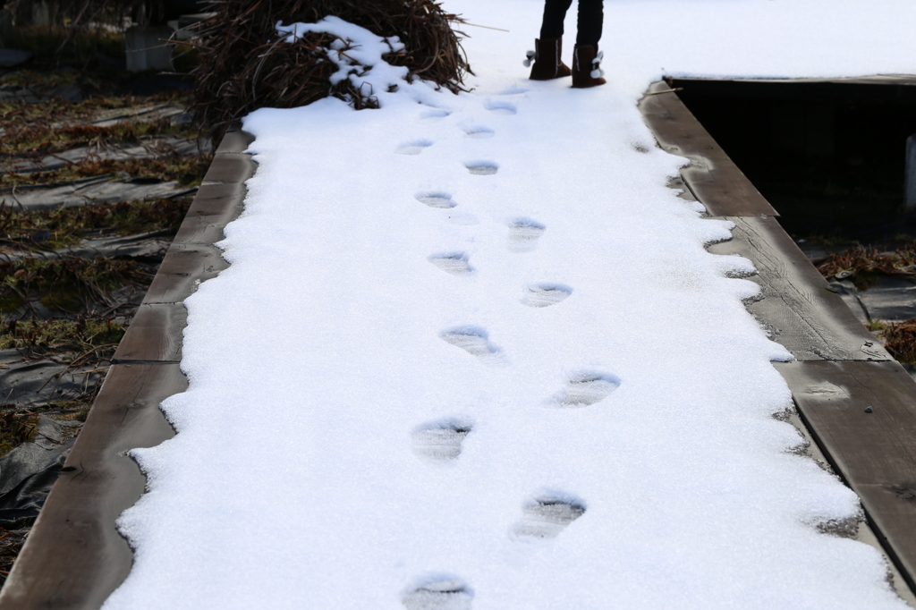 新雪