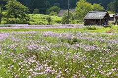 久多の花