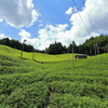 茶っ原