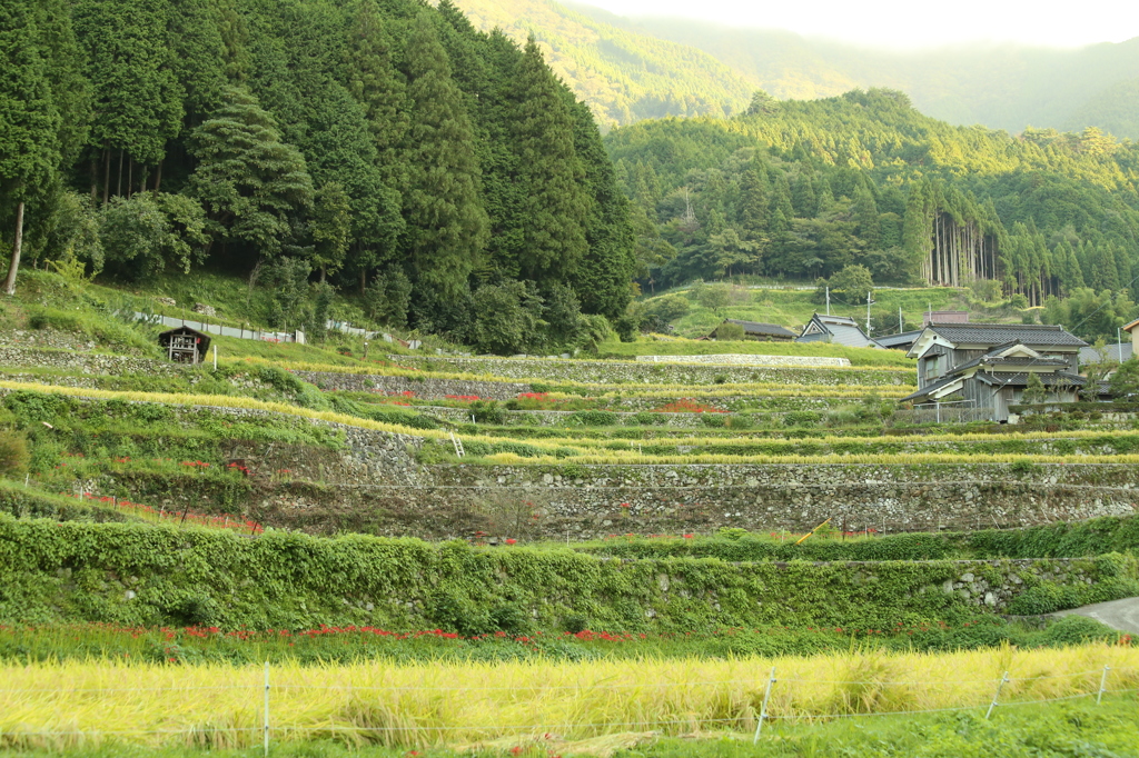 里山の朝