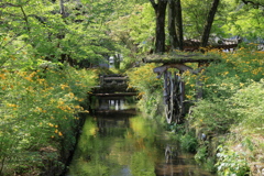 ヤマブキ色