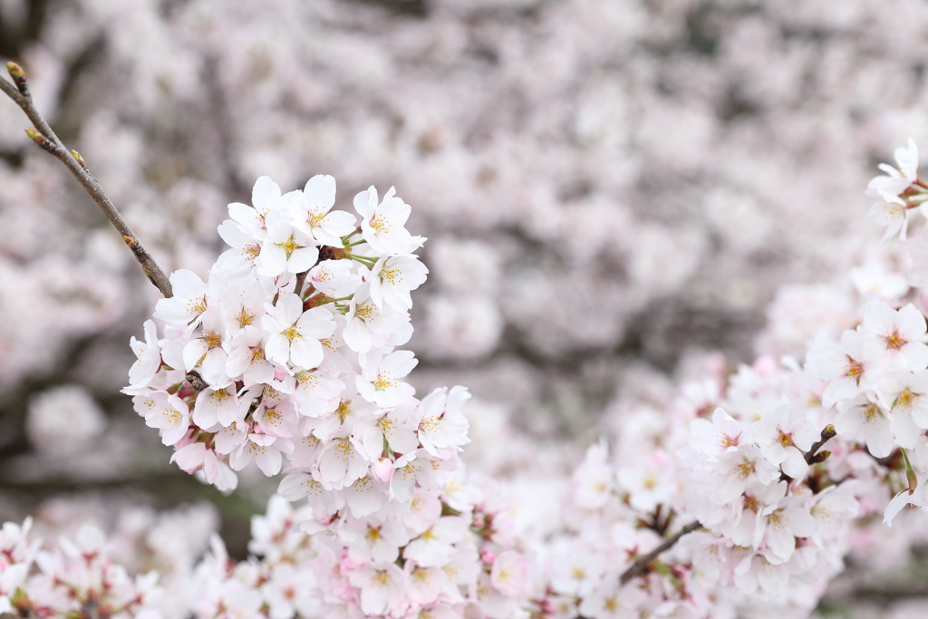 桜色