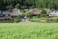 白世界