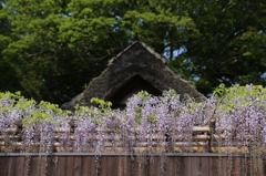 藤の花