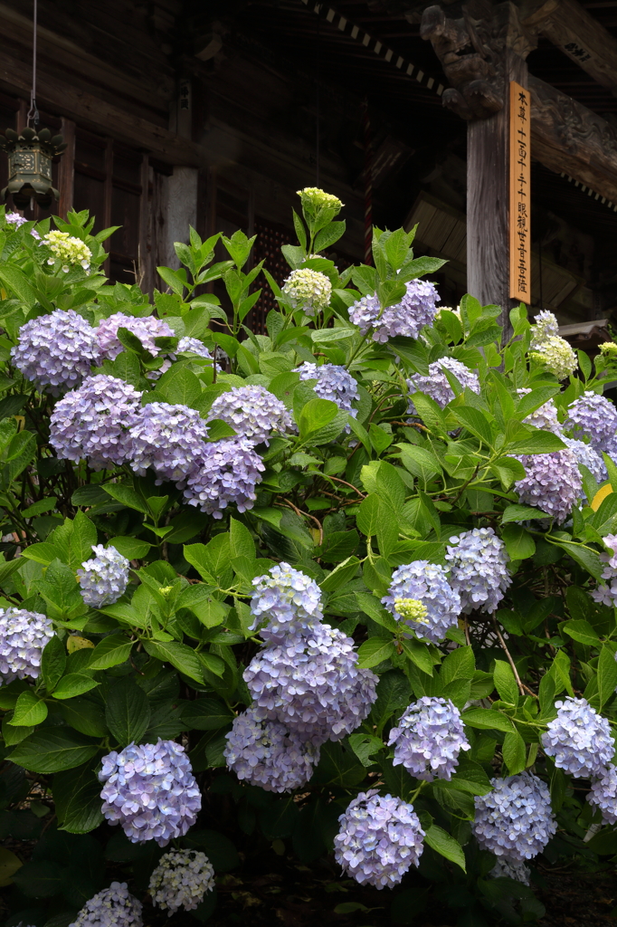 あじさい寺