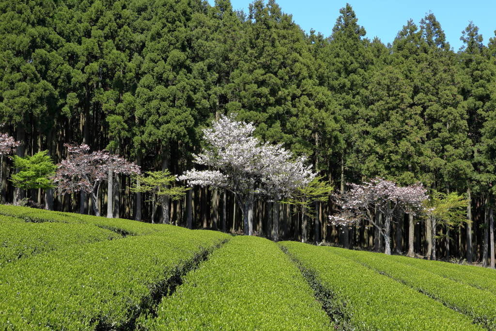 茶桜