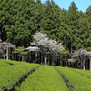 茶桜