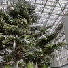 雪化粧