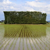 出雲国の田植え