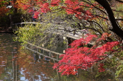 紅葉