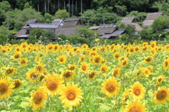 夏美山