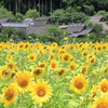夏美山