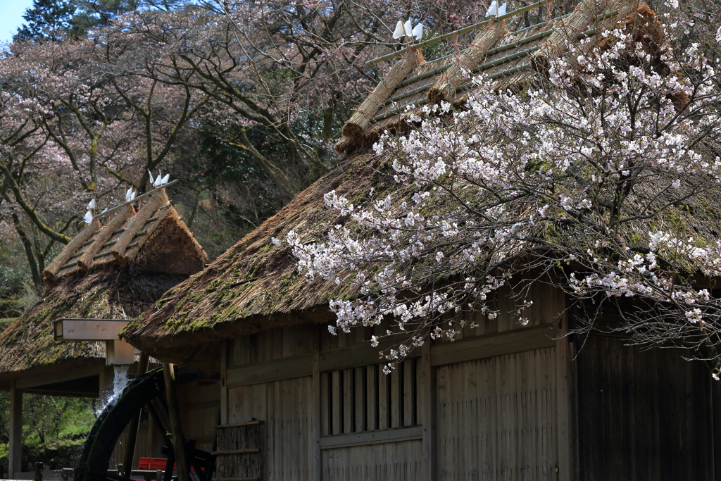 桜一枚