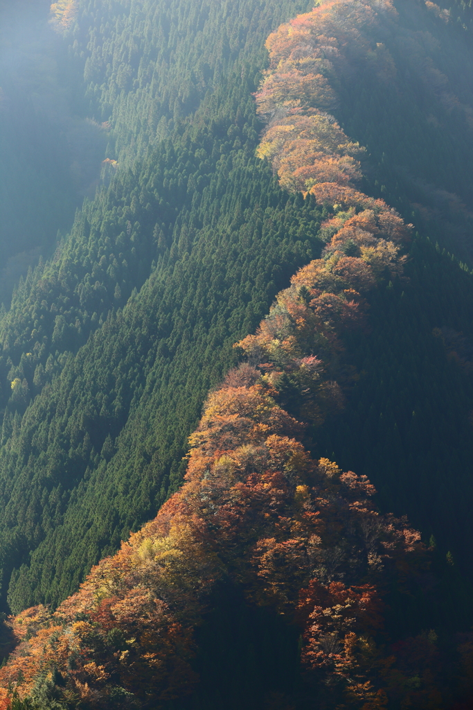 紅葉前線