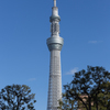 東京空樹