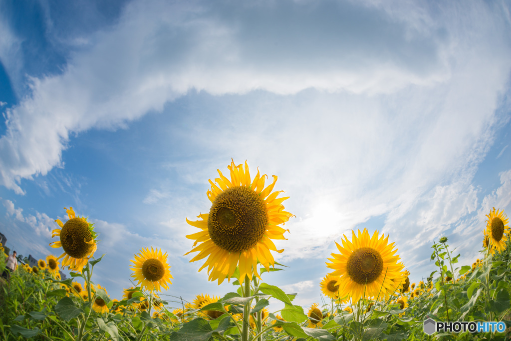 「Summer flower」