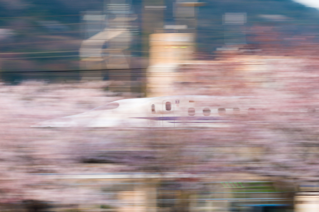 「桜－新幹線」