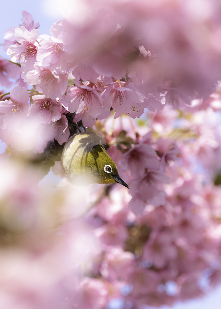 「ﾊﾙｳﾗﾗ」