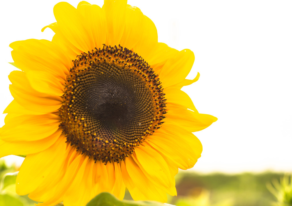 「Early summer」