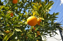 なつみかん