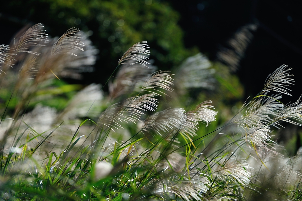 「Pampas　grass.3*銀波」