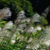 「Pampas　grass.3*銀波」