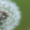 「繊細な綿毛」
