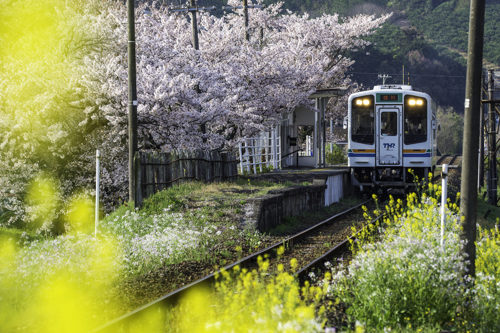 「春薫列車」