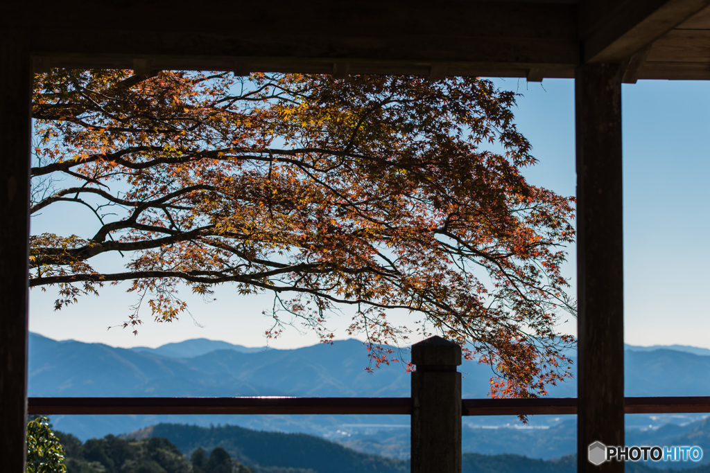 「鳳来寺もみじ」