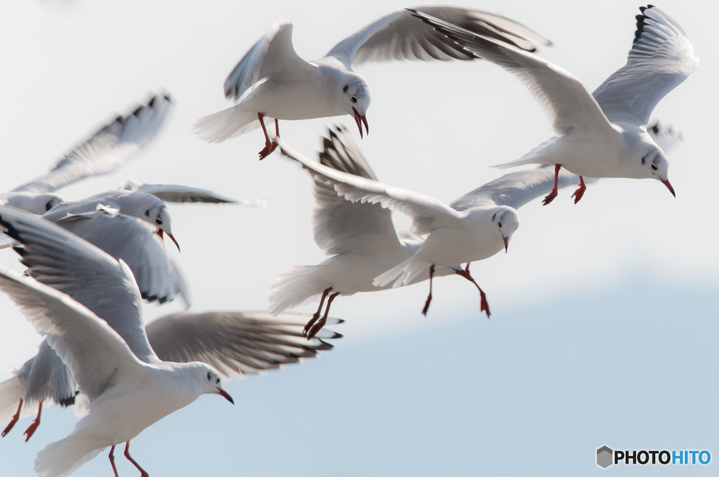 「寒空ユリカモメ」