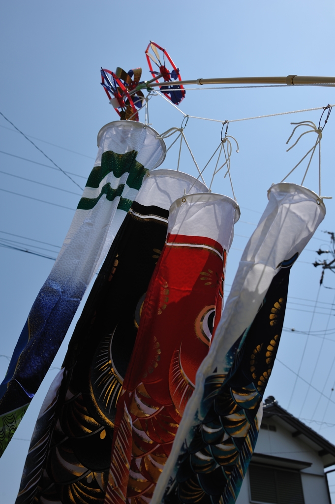 鯉のぼる