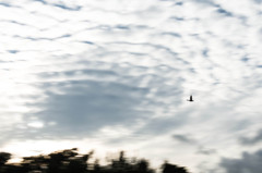 「ひつじ雲を去れり」