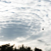 「ひつじ雲を去れり」