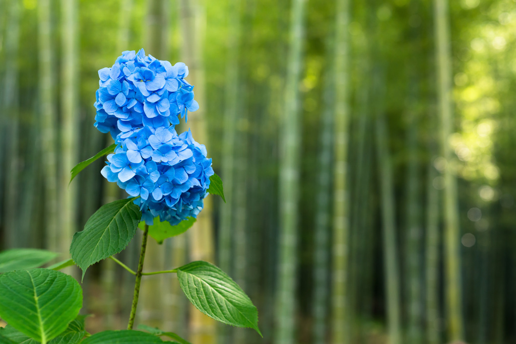 「竹林に咲く藍」