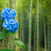 「竹林に咲く藍」
