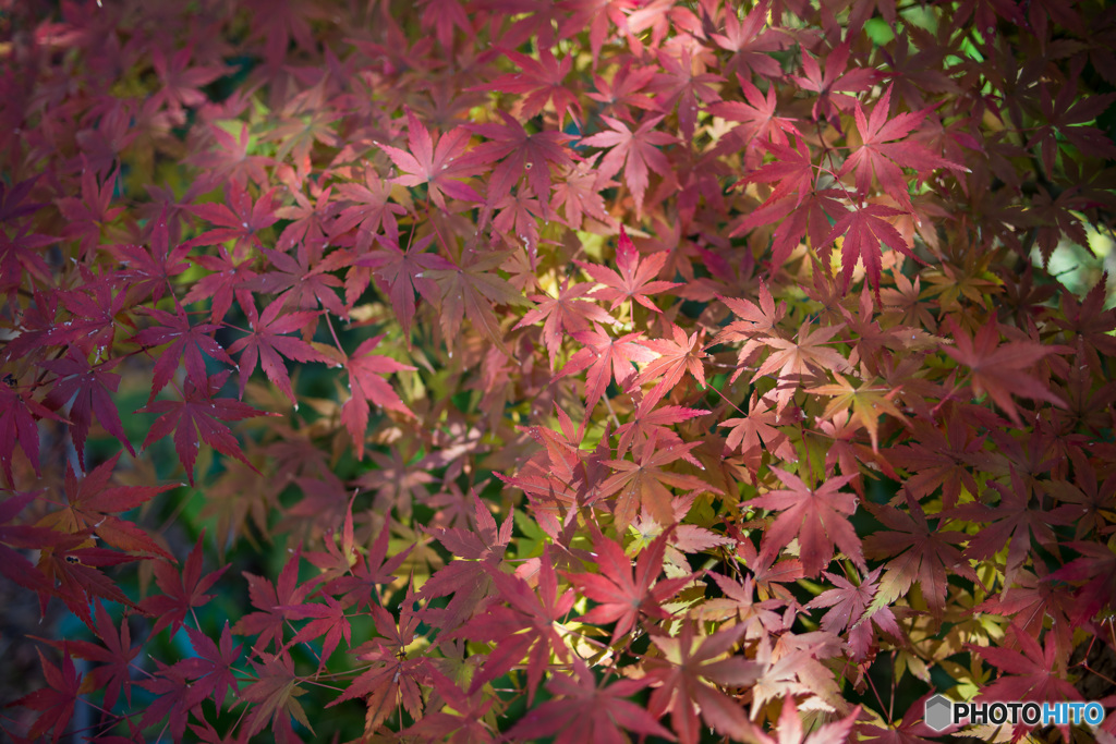 「もみじ色」
